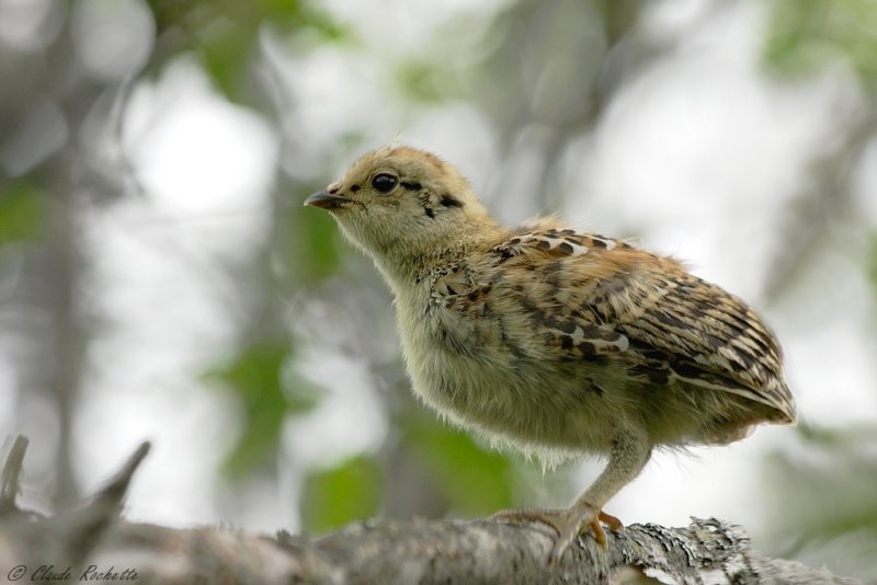 Tétras du Canada / Spruce Grouse