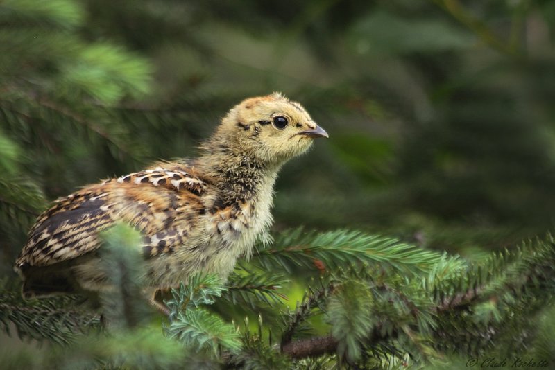 Tétras du Canada / Spruce Grouse