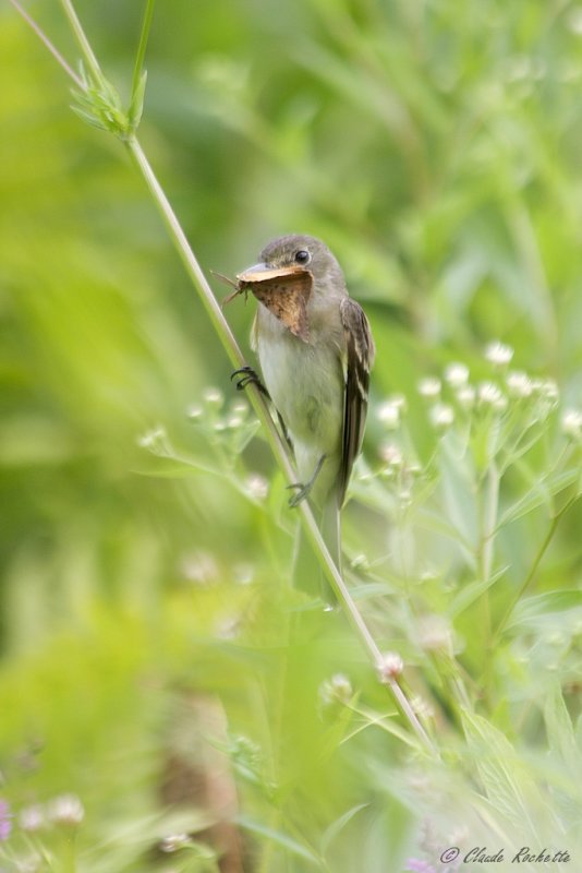 Moucherolle ( Aulnes ou Saules ) / ( Willow or Alder ) Flycatcher