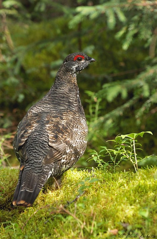 Tétras du Canada / Spruce Grouse