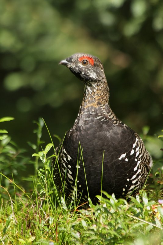 Tétras du Canada / Spruce Grouse