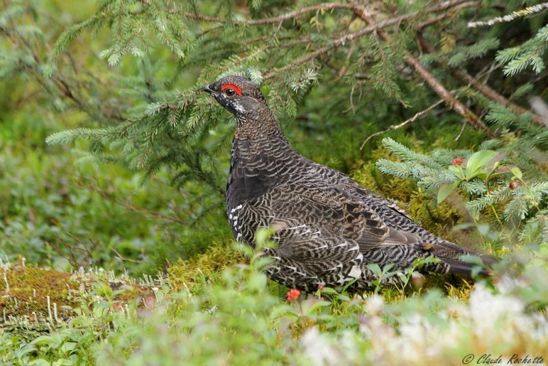 Tétras du Canada / Spruce Grouse
