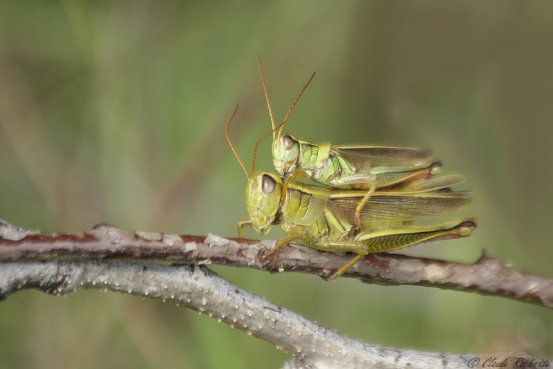 Criquet / Grasshoppers
