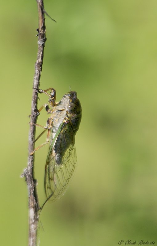 Cigale / Cicada
