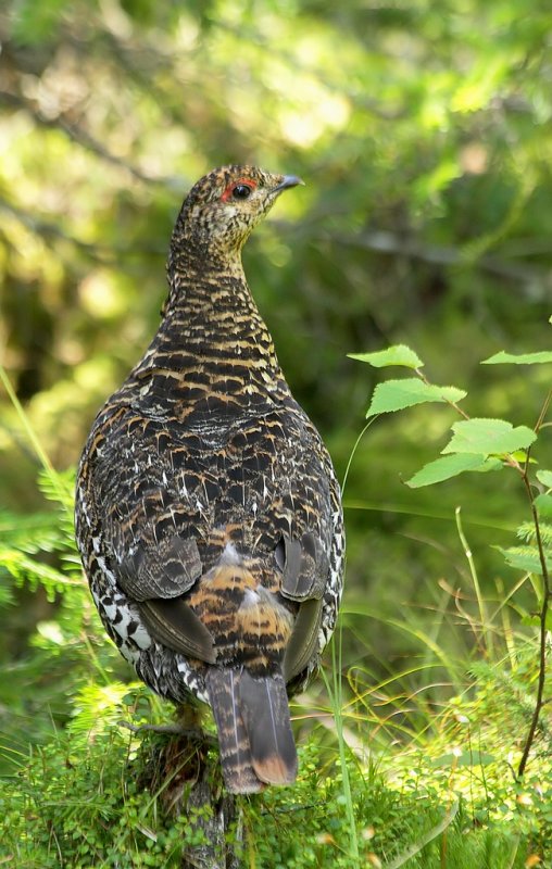 Tétras du Canada / Spruce Grouse
