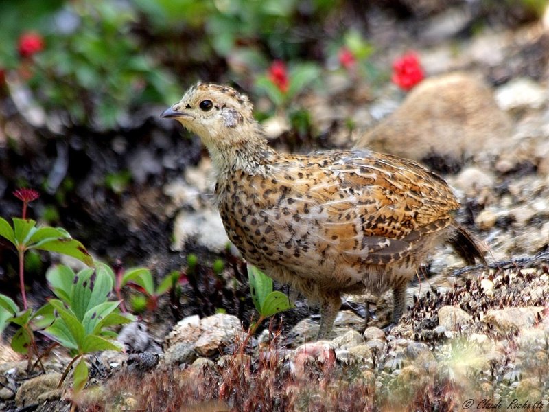 Tétras du Canada / Spruce Grouse