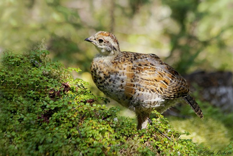 Tétras du Canada / Spruce Grouse