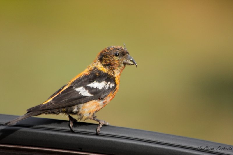 Bec-crois bifasci / White-winged Crossbill