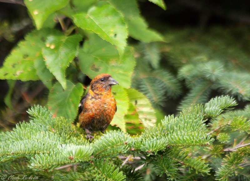 Bec-croisé bifascié / White-winged Crossbill