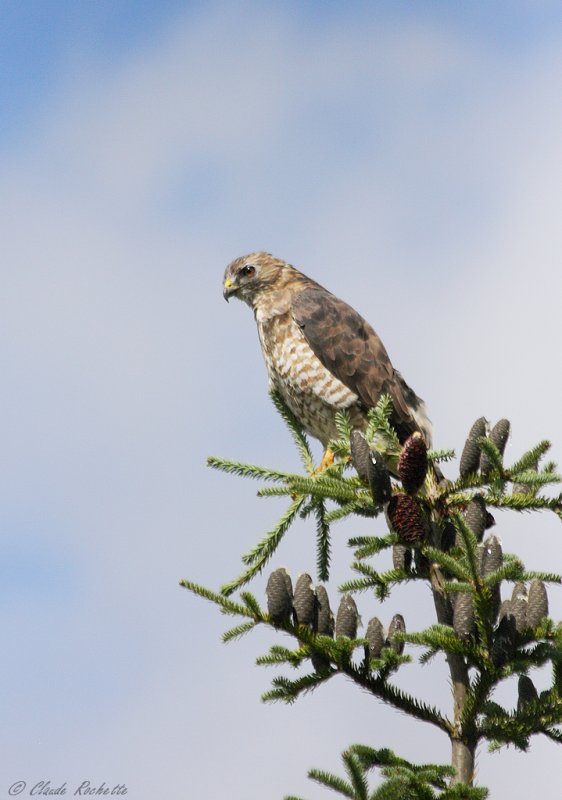 Petite buse / Broad-winged Hawk