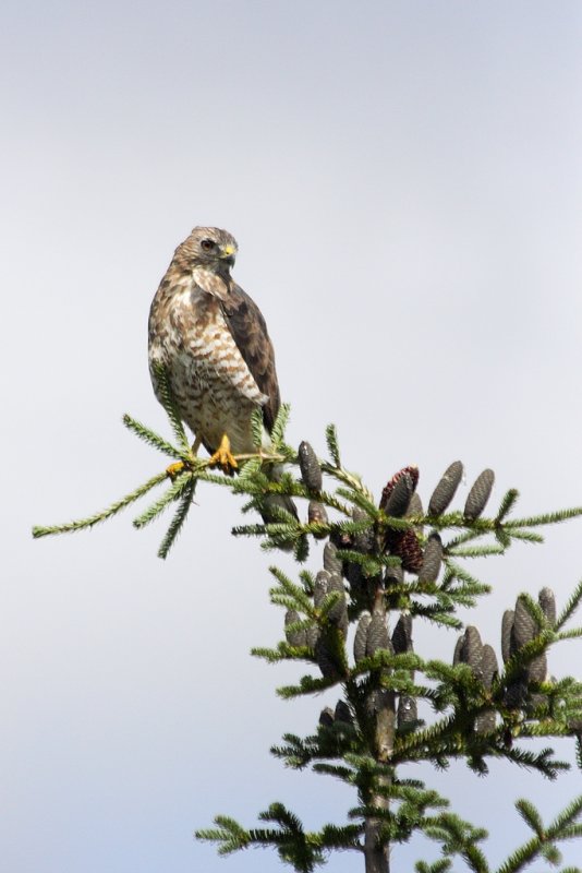 Petite buse / Broad-winged Hawk