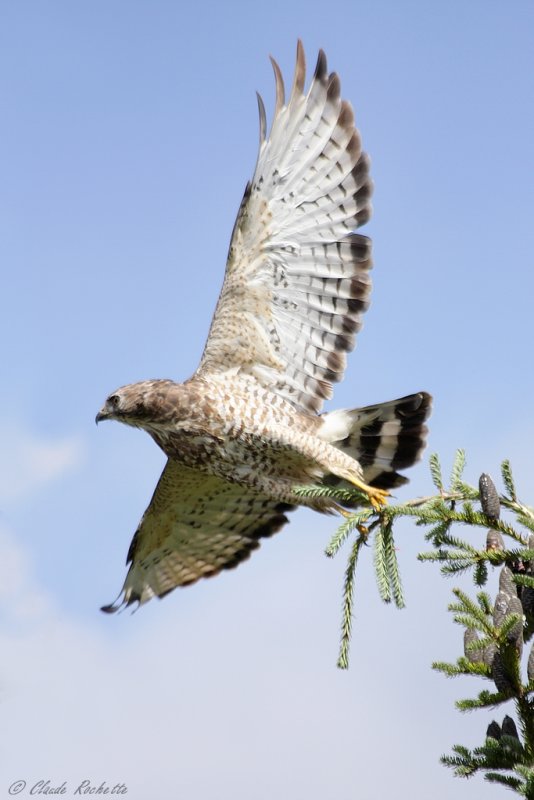 Petite buse / Broad-winged Hawk