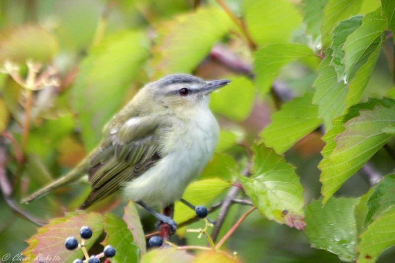 Viro aux yeux rouges / Red-eyed Vireo