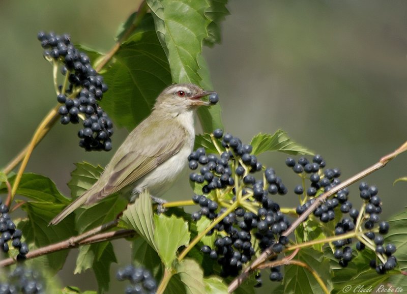 Viro aux yeux rouges / Red-eyed Vireo