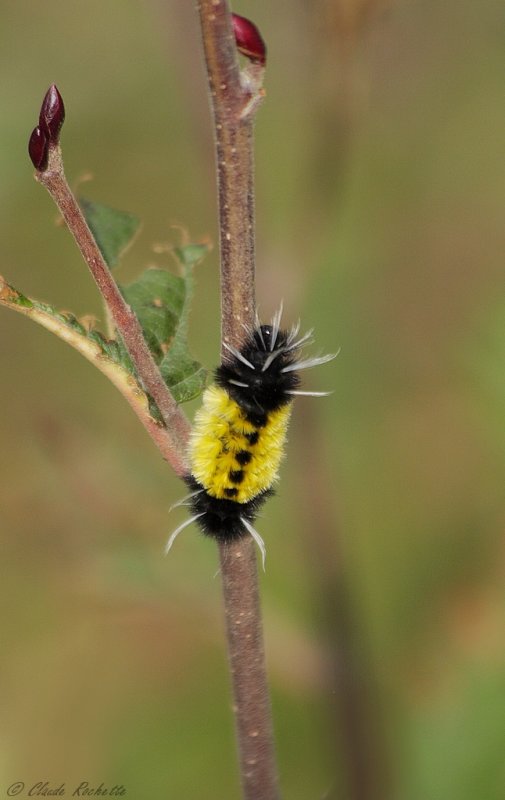 Chenille de l'halésidote maculé / Spotted halisidota's caterpillar