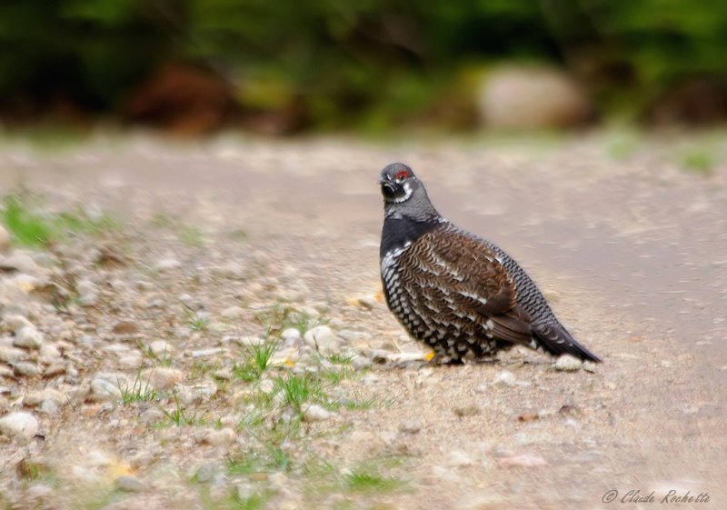 Tétras du Canada / Spruce Grouse