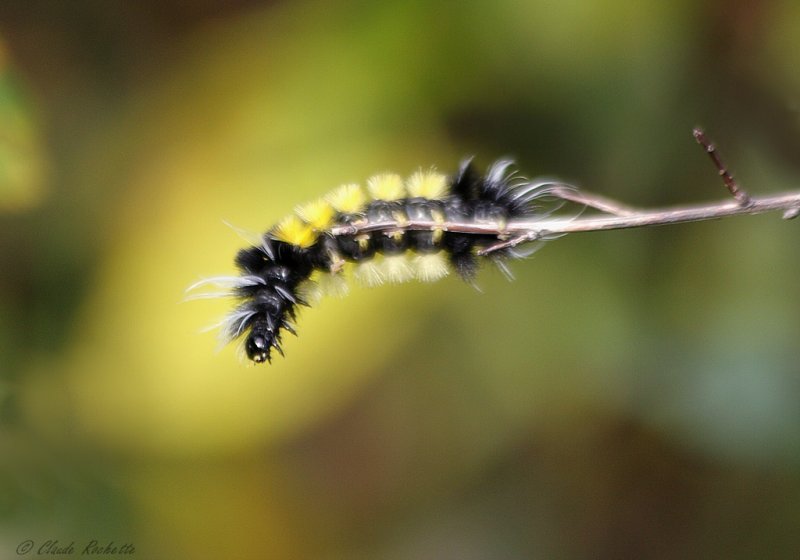 Chenille de l'halésidote maculé / Spotted halisidota's caterpillar