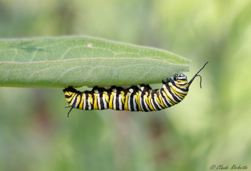 Chenille du Monarque