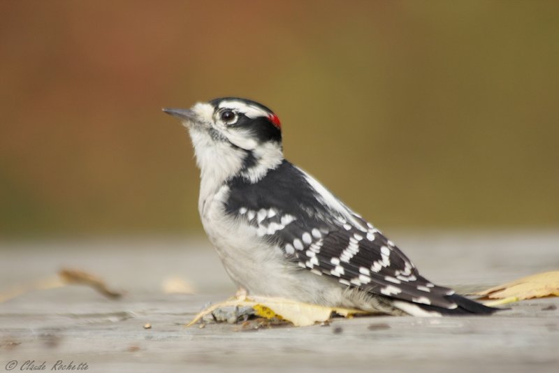 Pic mineur / Downy woodpecker