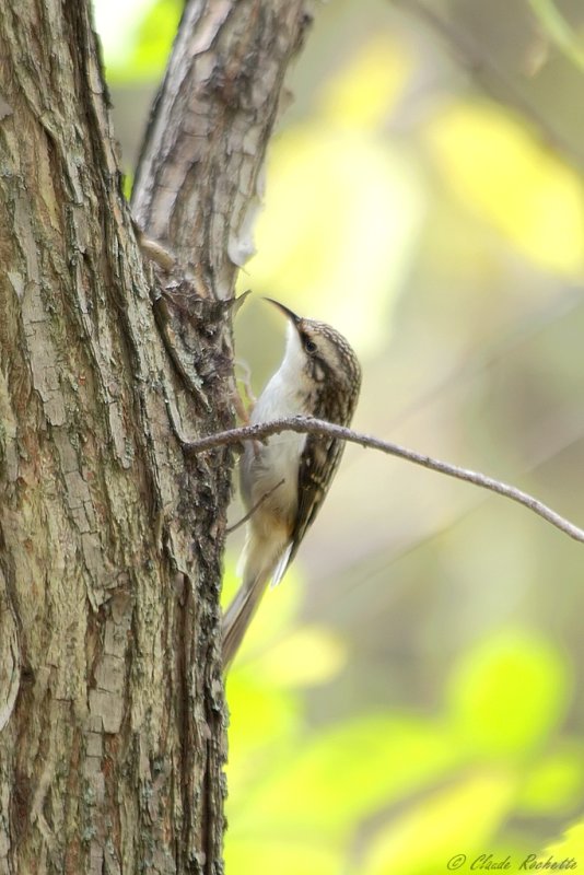 Grimpereau brun / Brown Creeper
