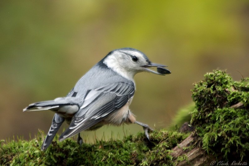 Sittelle à poitrine blanche / White-breasted Nuthatch