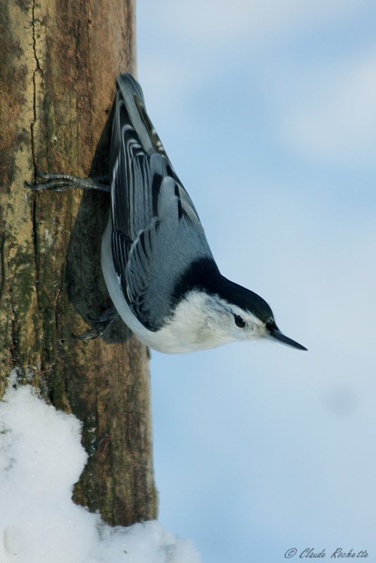 Sittelle à poitrine blanche / White-breasted Nuthatch