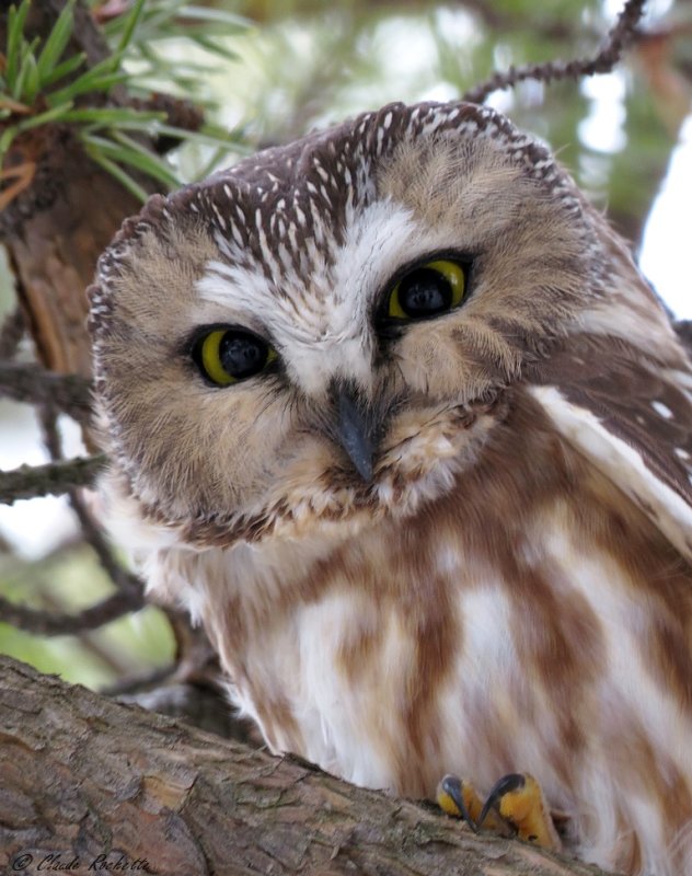 Petite nyctale / Northern Saw-whet Owl