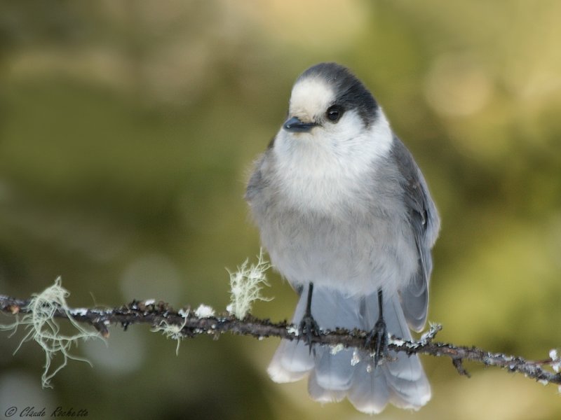 Mésangeai du Canada / Gray Jay