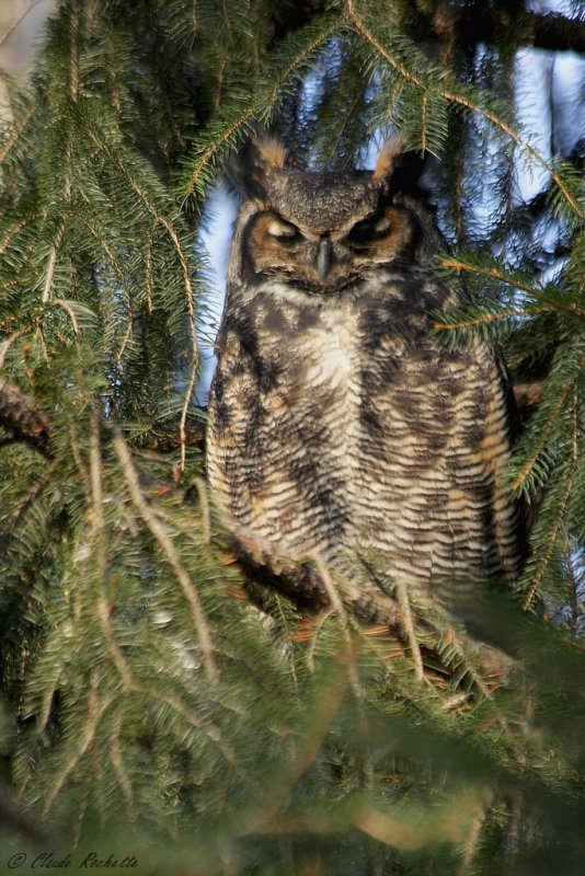 Grand-duc d'Amérique / Great Horned Owl