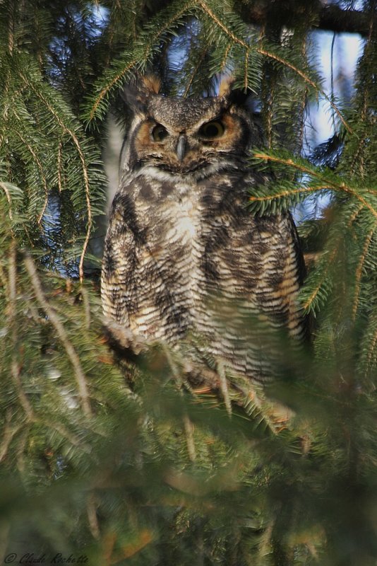 Grand-duc d'Amérique / Great Horned Owl