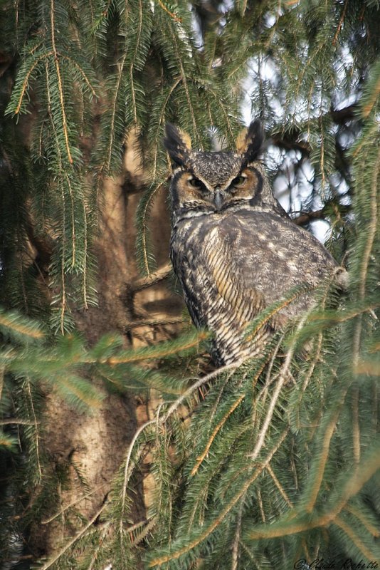 Grand-duc d'Amérique / Great Horned Owl