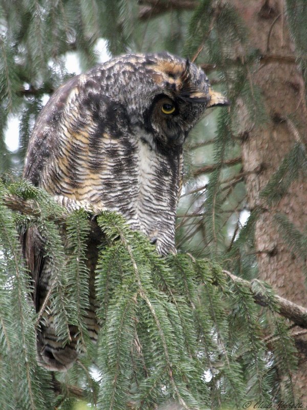 Grand-duc d'Amérique / Great Horned Owl