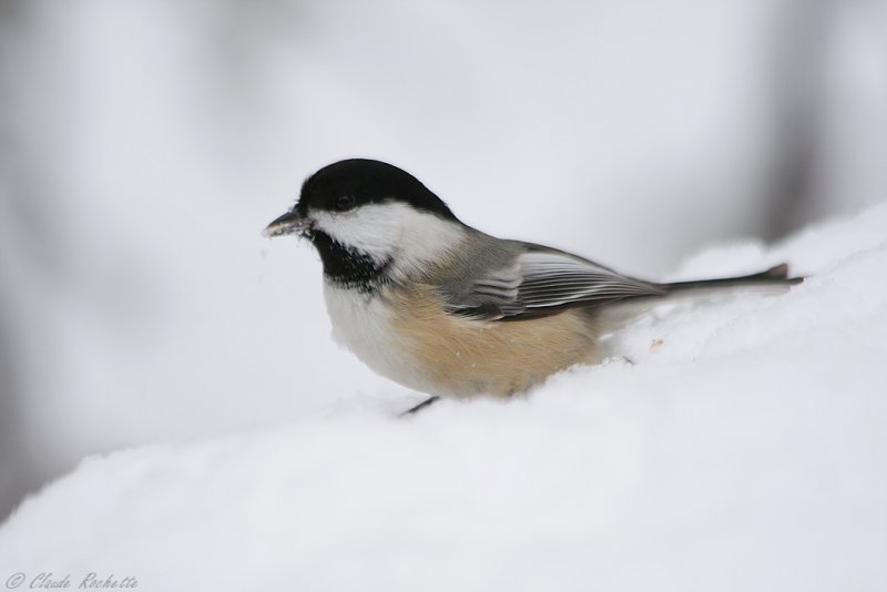 Msange  tte noire / Black-capped Chickadee