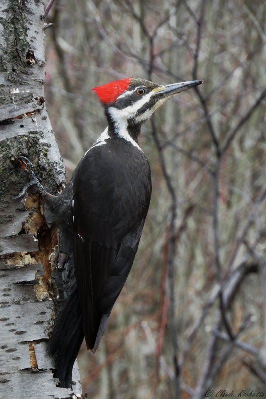 Grand Pic / Pileated Woopecker
