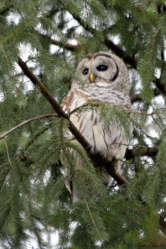 Chouette rayée / Barred Owl