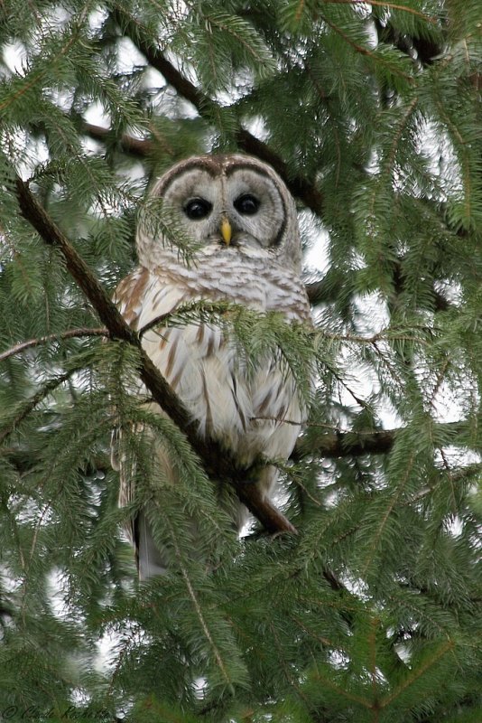 Chouette rayée / Barred Owl