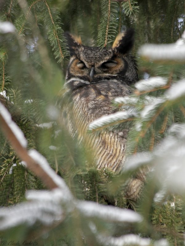 Grand-duc d'Amérique / Great Horned Owl