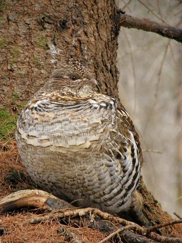 Gélinotte huppée / Ruffed Grouse