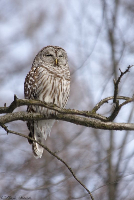 Chouette rayée / Barred Owl