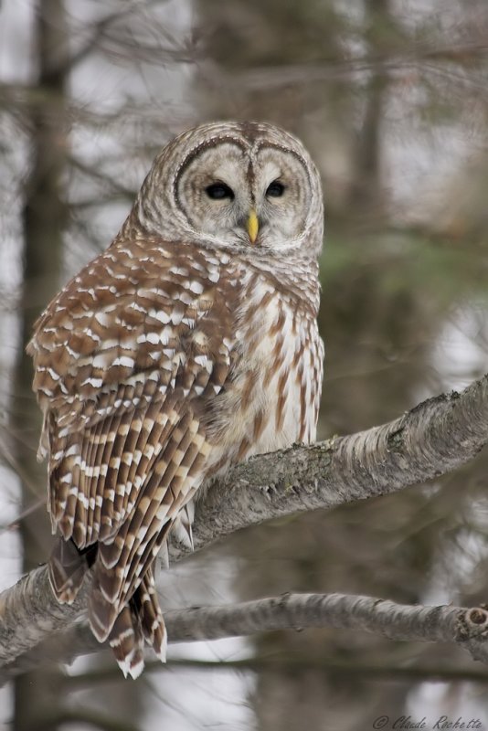 Chouette rayée / Barred Owl
