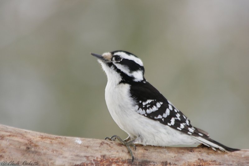 Pic mineur / Downy woodpecker