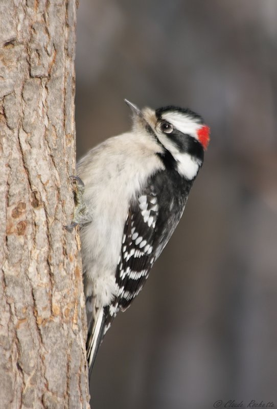 Pic mineur / Downy woodpecker