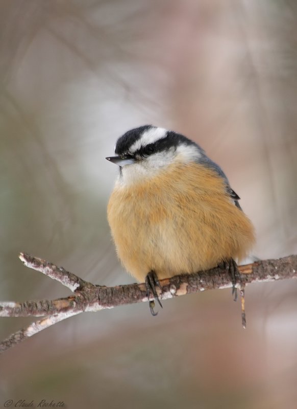 Sittelle à poitrine rousse / Red-breasted Nuthatch