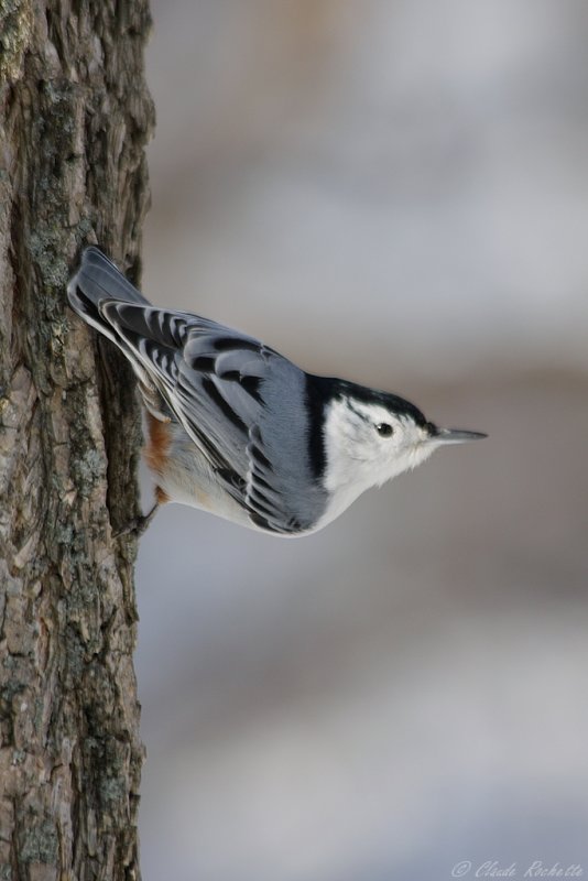 Sittelle à poitrine blanche / White-breasted Nuthatch