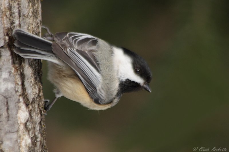 Msange  tte noire / Black-capped Chickadee