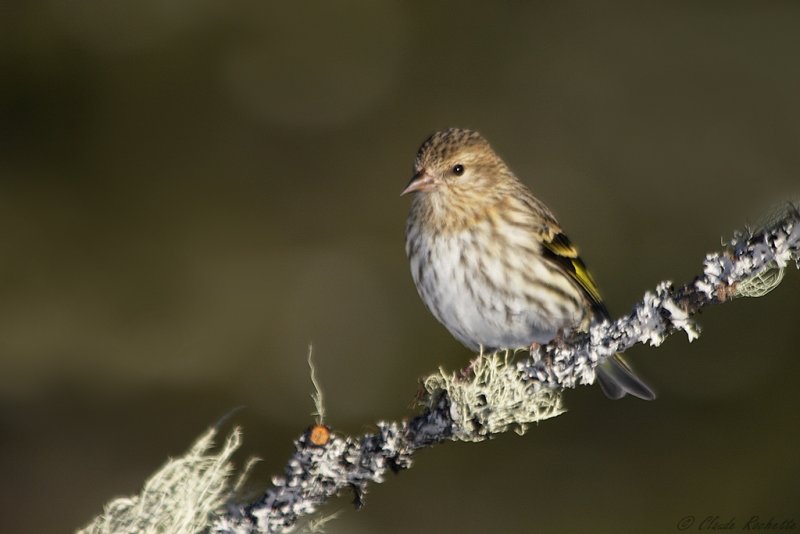 Tarin des pins / Pine Siskin