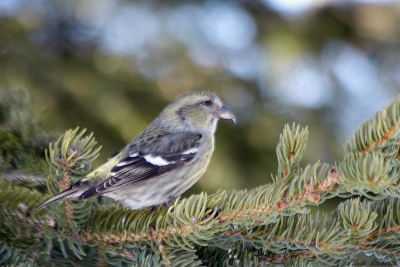 Bec-crois bifasci / White-winged Crossbill