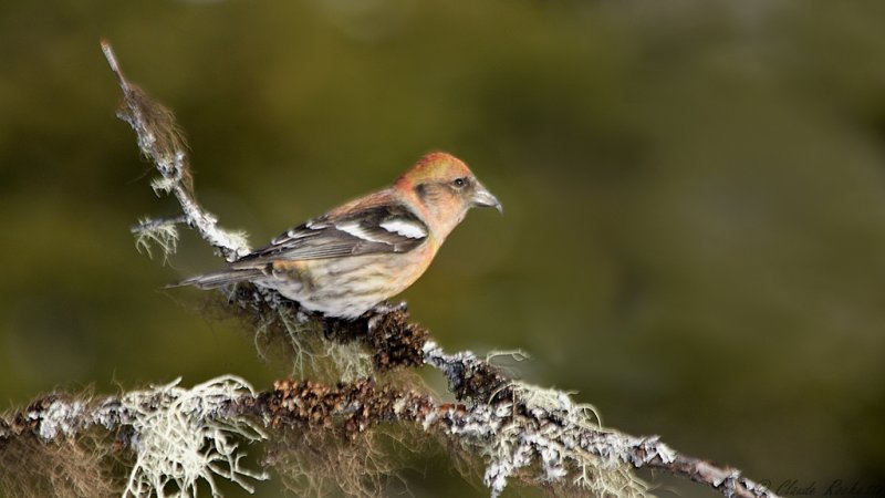 Bec-crois bifasci / White-winged Crossbill