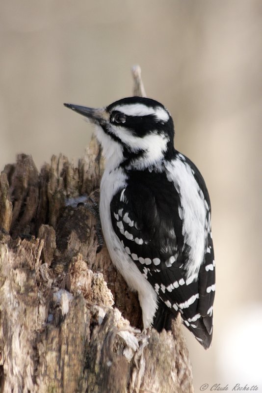 Pic chevelu / Hairy Woodpecker