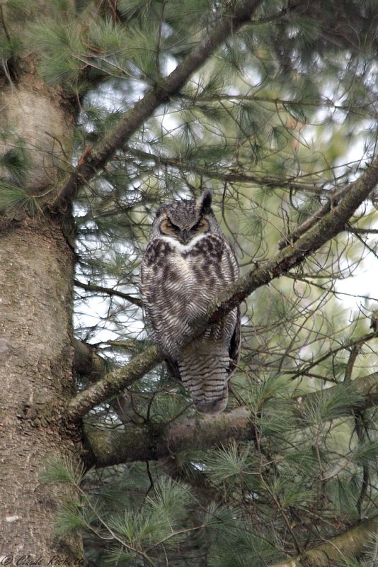 Grand-duc d'Amérique / Great Horned Owl